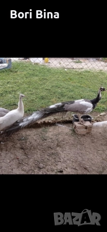 Пауни опал Арлекин 