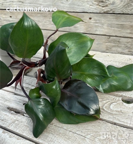 Philodendron 'Pink Princess'