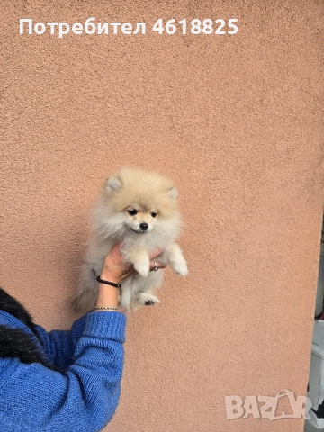 Померан , снимка 4 - Померан - 52684949