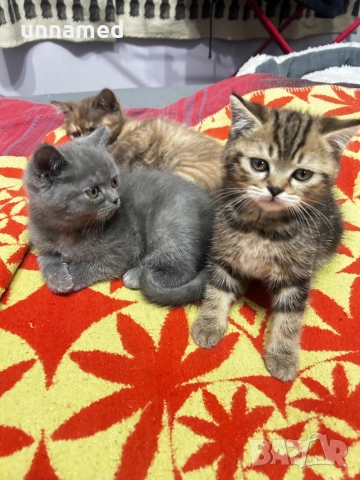 Британска късокосместа, снимка 7 - Британска късокосместа - 52310510