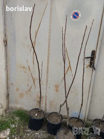 Продавам дръвчета ядлив кестен(сладък кестен), снимка 6 - Градински цветя и растения - 47623165