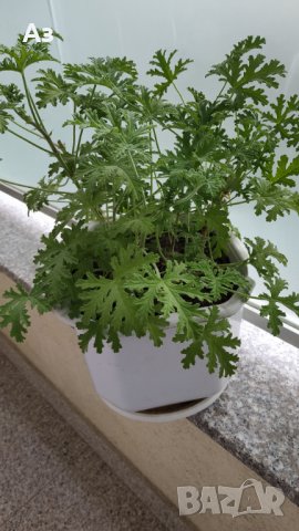 Продавам цветя Индрише, големи , снимка 16 - Градински цветя и растения - 33316742