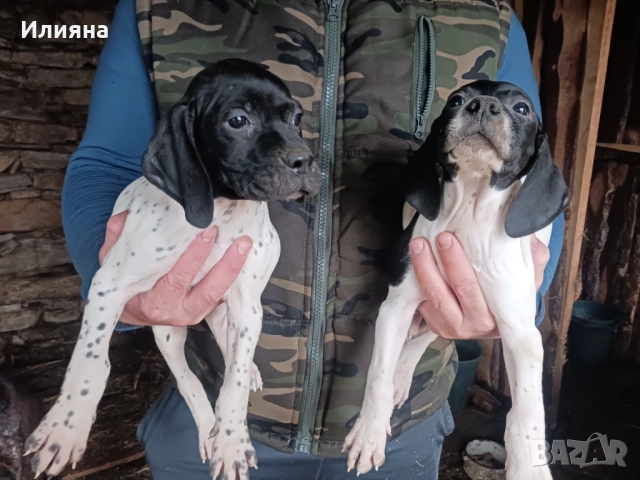 Пойнтери, снимка 13 - Пойнтер - 52724704