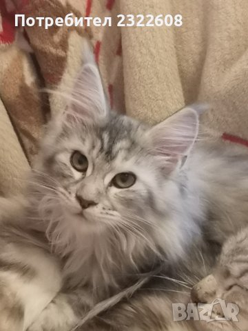 Коте от породата MAINE COON, снимка 1 - Мейн кун - 44071527