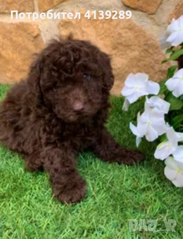 Пудел мини , снимка 7 - Пудели - 52754682