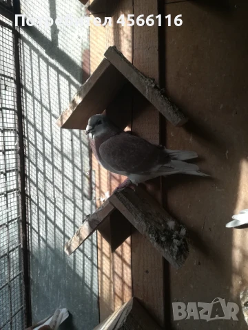 Стандартни пощенски гълъби ЦЕНА ЗА 1 ЧИФТ!, снимка 9 - Гълъби - 51382012