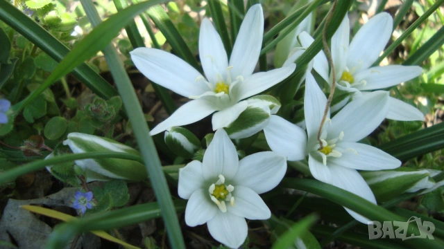 Орнитогалум, Гарвански лук (Ornithogalum)