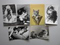 Лот 6 бр. стари снимки картички котки куче животни, снимка 1