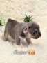 Lilac Tan френски булдог , снимка 3