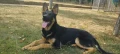 Немска овчарка , снимка 3