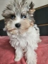 Йоркширски териер със сини очи и родословие. Момиченце Blue berry Diamond York , снимка 2
