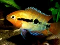 Herotilapia multispinosa, снимка 3