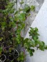 Разсад арония фиданки , снимка 3