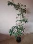 Бенджамин 150 см висок, снимка 1 - Стайни растения - 43049124