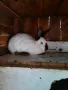 Продавам зайци , снимка 1