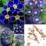 100 бр редки семена от цвете цветя синя вечерна иглика лесни за засаждане в градината градински деко, снимка 7