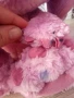 Плюшени играчки, снимка 4