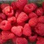 КОРЕНИ МАЛИНИ сорт Люлин и Херитидж, снимка 2