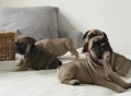 Френски булдог-кученца, снимка 5