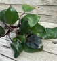 Philodendron 'Pink Princess', снимка 1