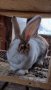 Холандски зайци, зайци Веселина и кръстоска, снимка 3