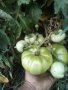 Разсад пипер,домати,краставици,патладжан,тиквички,маруля и д-р., снимка 8
