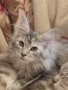 Коте от породата MAINE COON, снимка 1 - Мейн кун - 44071527