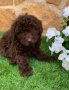Пудел мини , снимка 7