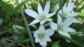 Орнитогалум, Гарвански лук (Ornithogalum), снимка 1