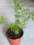 Asparagus Sprengeri/ Аспарагус шпренгери, снимка 1