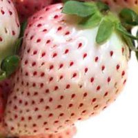 100 семена от плод бяла ягода органични плодови бели ягодови семена от вкусни ягоди отлични плодове , снимка 7 - Сортови семена и луковици - 27610003