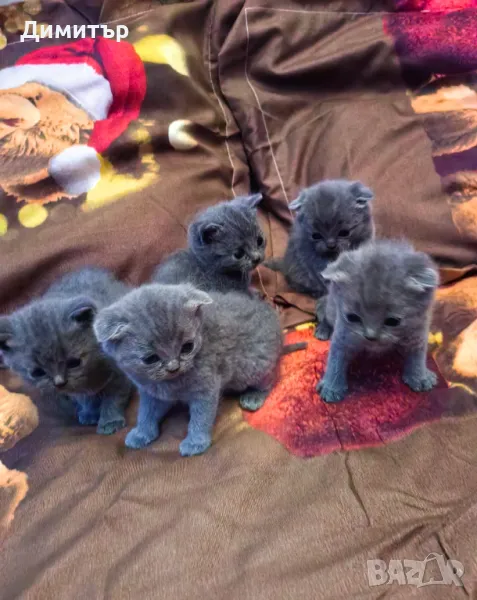 Шотландски клепоухи бебета , снимка 1