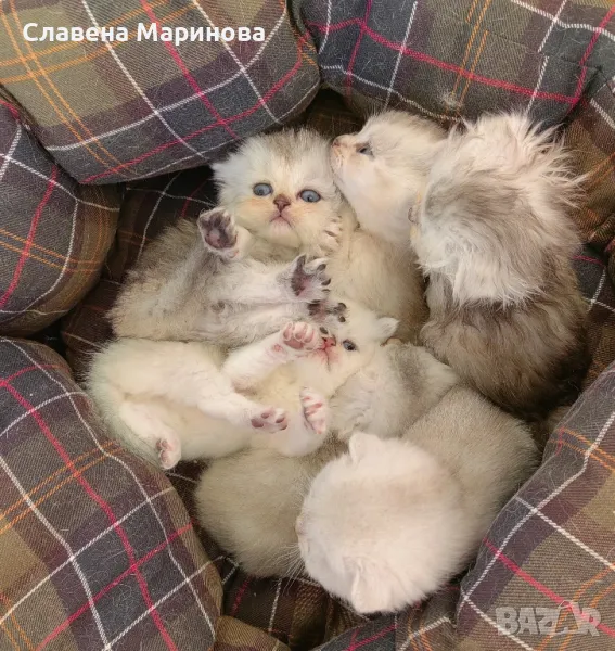 шотландски клепоухи, правоухи, сребърна, златна чинчила, колорпойнт, дългокосместа, късокосместа , снимка 1