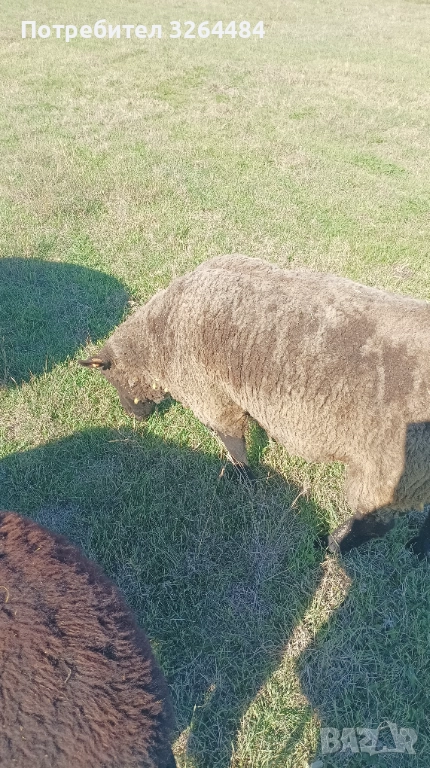 Продавам коч, снимка 1