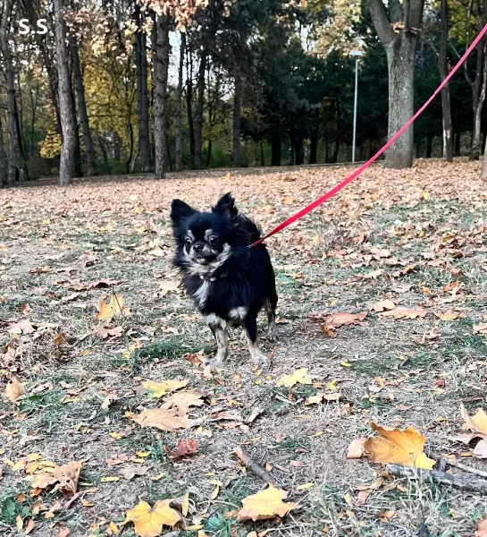 Елитно мъжко чихуахуа  FCI родословие за ценители 🏆, снимка 1