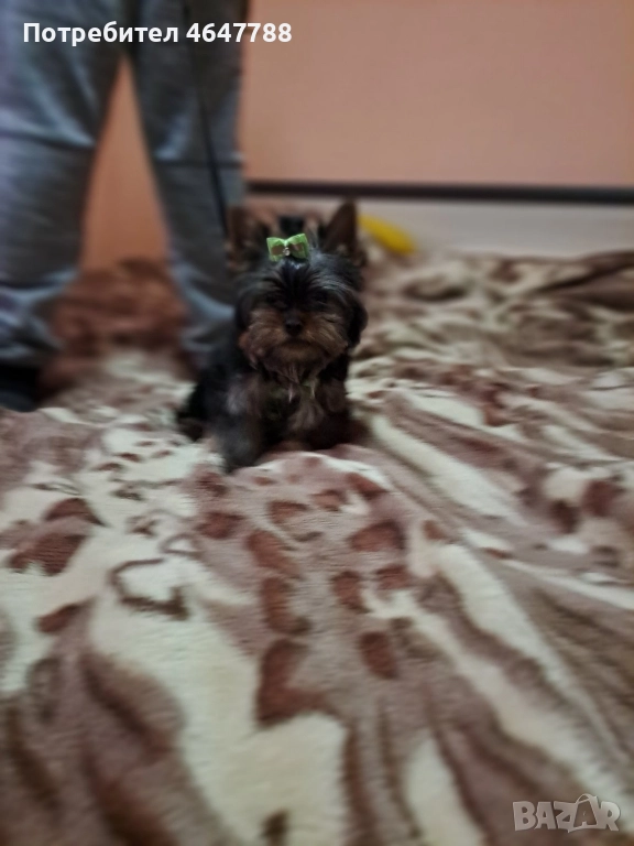 Йоркширски териер , снимка 1
