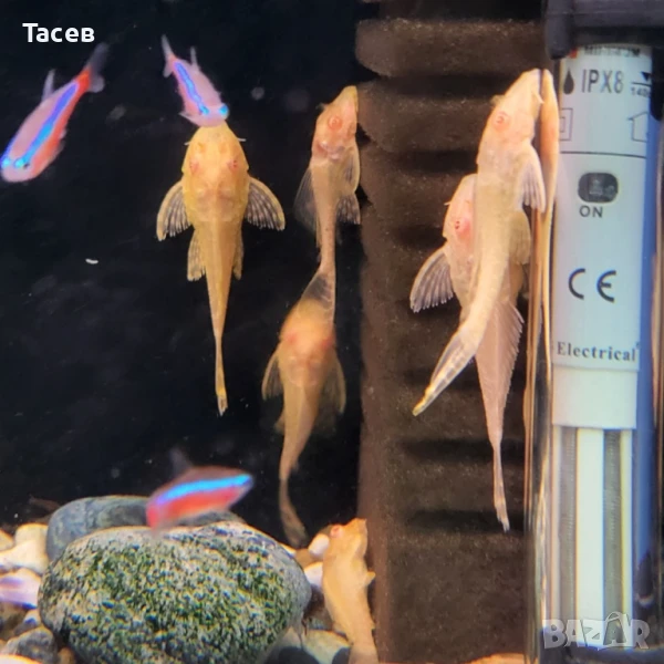 Гибицепс 5-6см, снимка 1