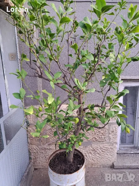 Лимон -дърво , снимка 1