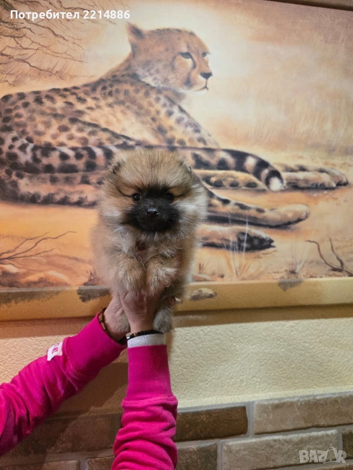 Померан женски , снимка 1