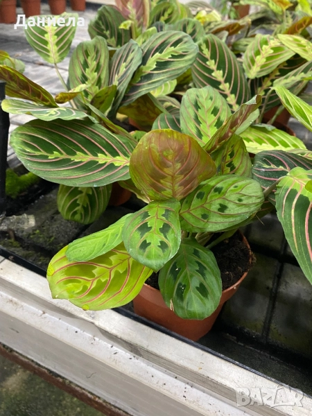 Маранта, снимка 1