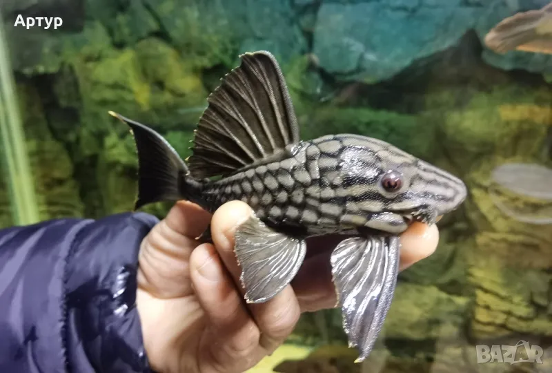 Плекоси и панаци, снимка 1