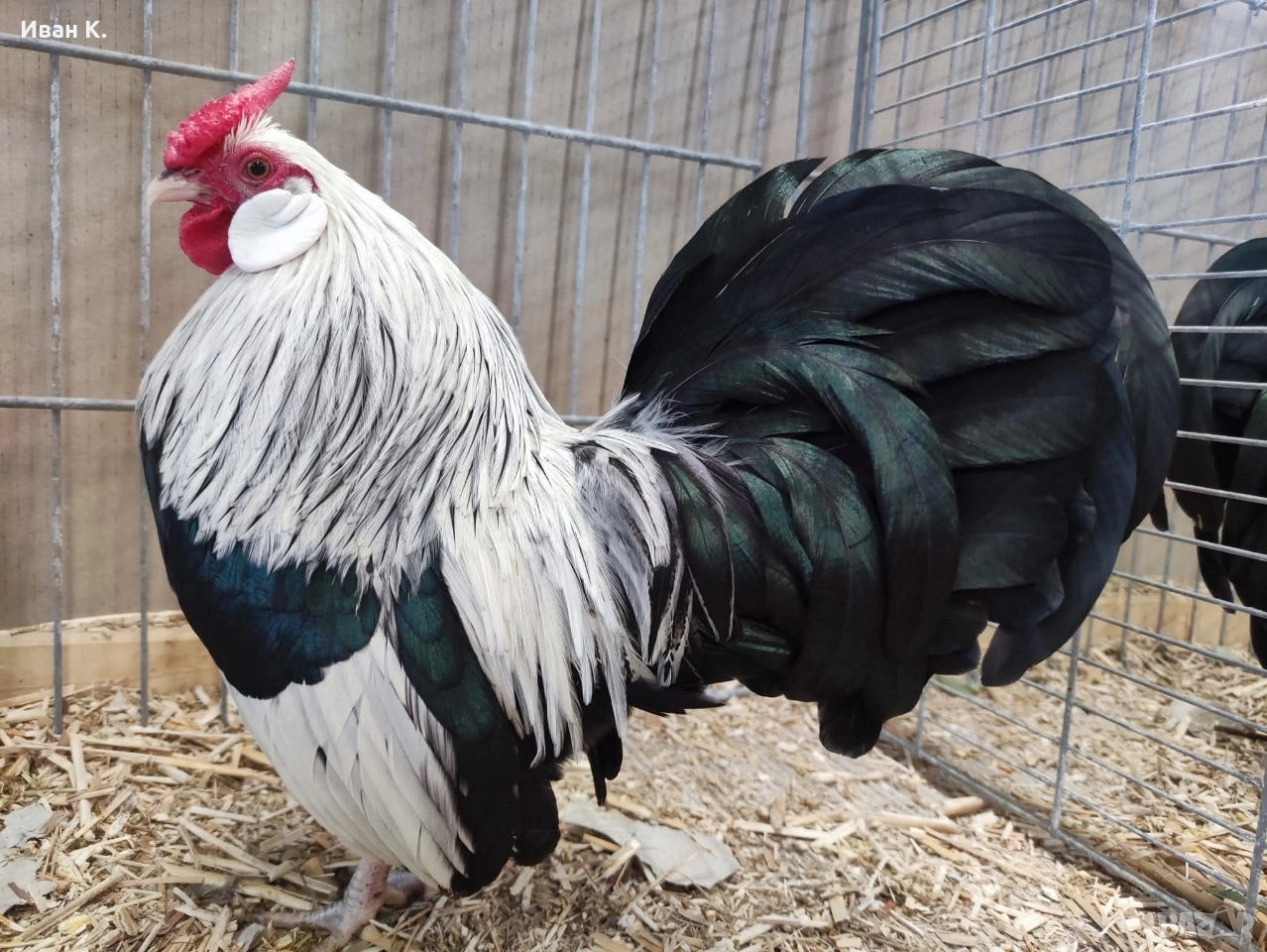 Продавам сребърен Розкомб., снимка 1