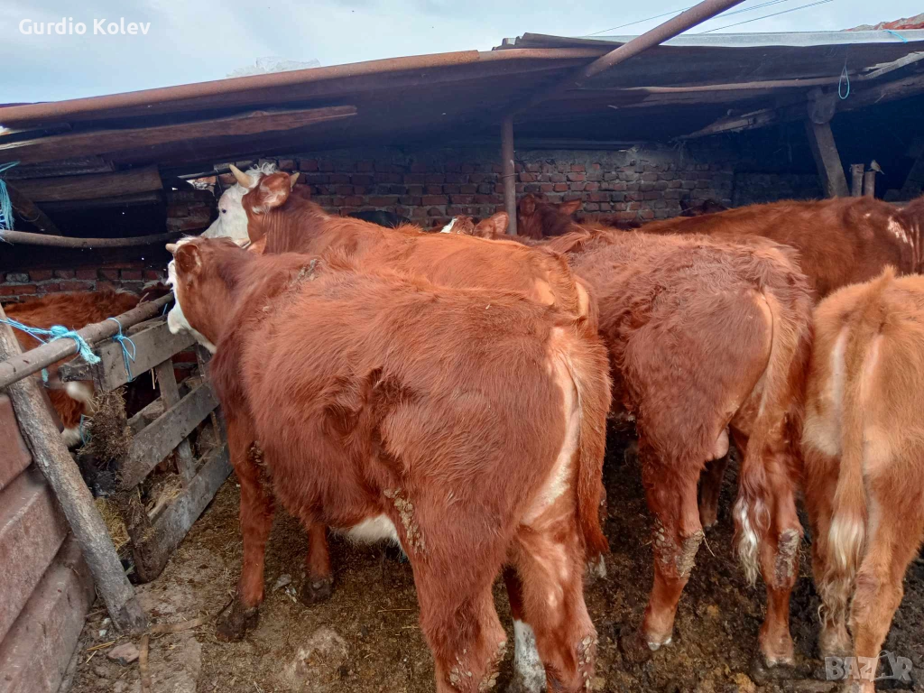 Телешко месо, снимка 1