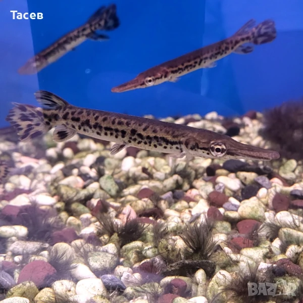 Алигаторови щуки 10см, снимка 1