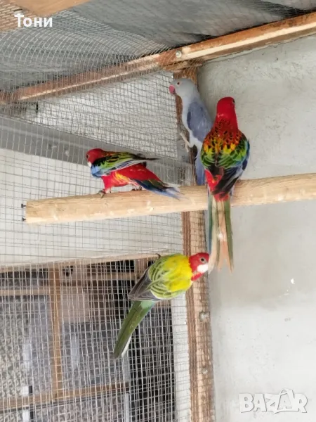 папагали , снимка 1