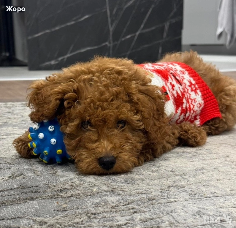 Той пудел-момиче, снимка 1