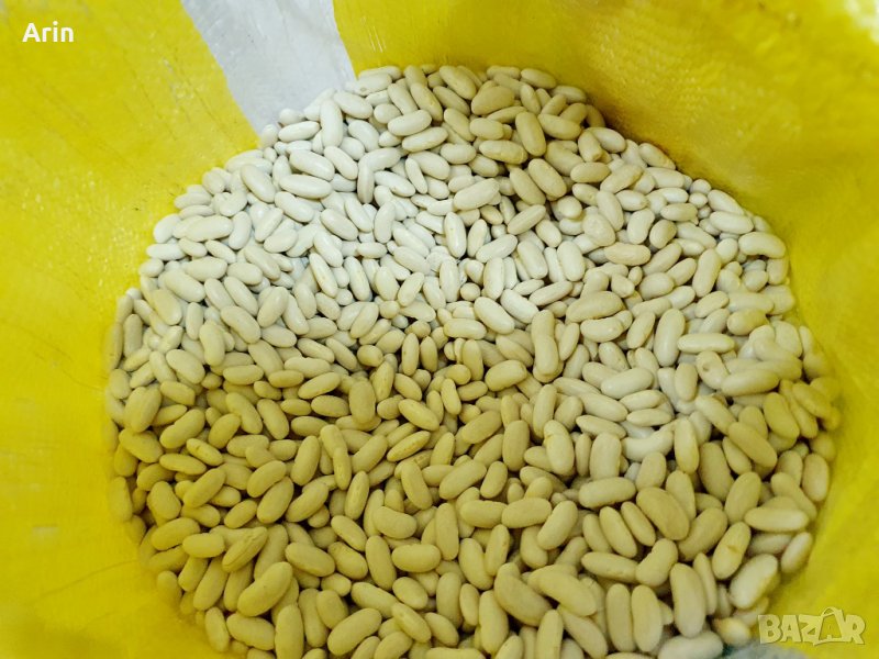 Египетски Боб, снимка 1