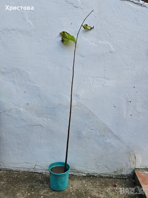 Asimina triloba , пау пау , индиански банан, снимка 1