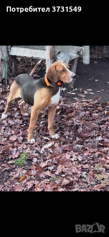 Трицветно гонче , снимка 1