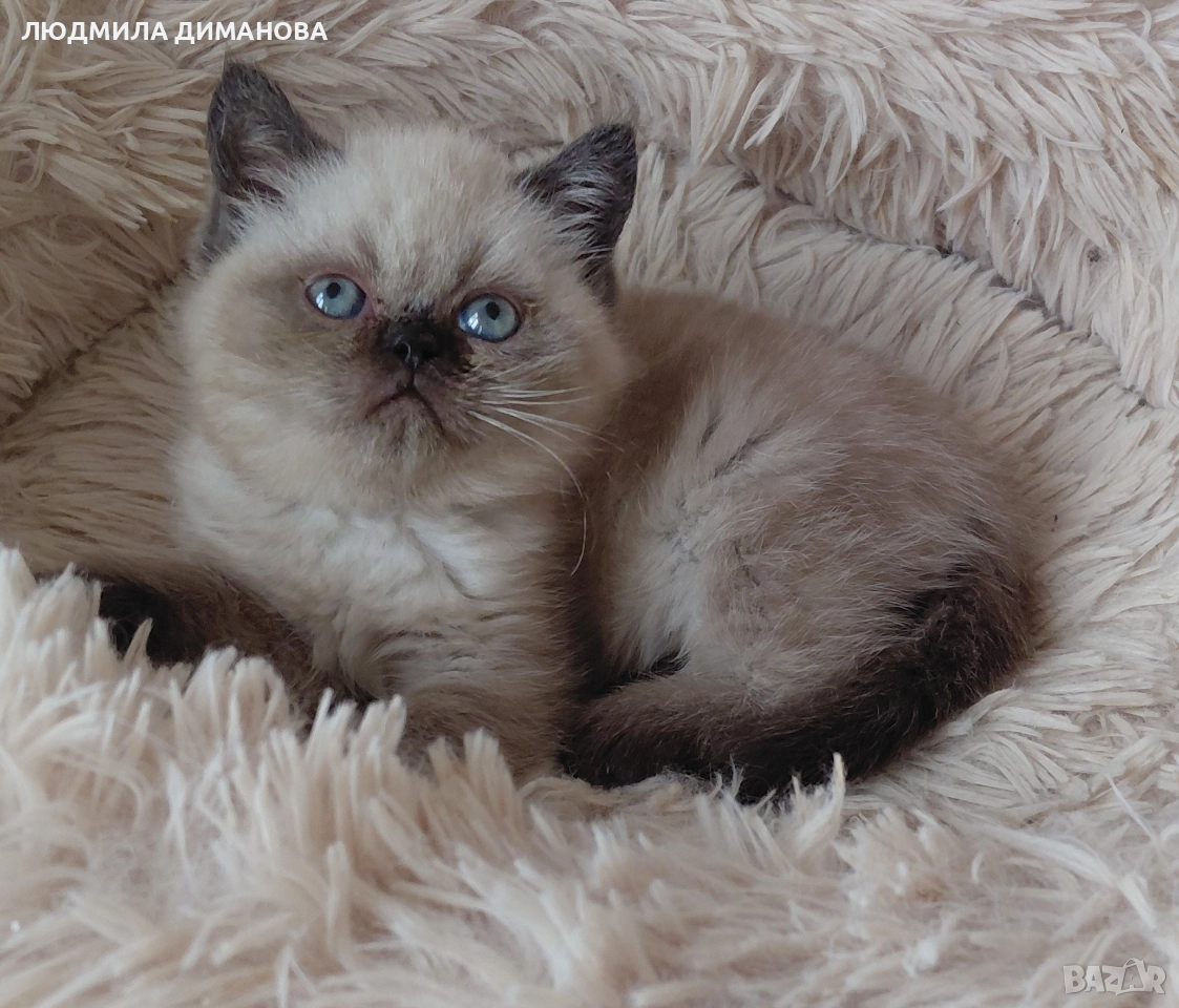 Шотландско мъжко със сини очи.  , снимка 1